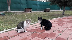 Kedi Köyü sağlık kontrolünden geçti